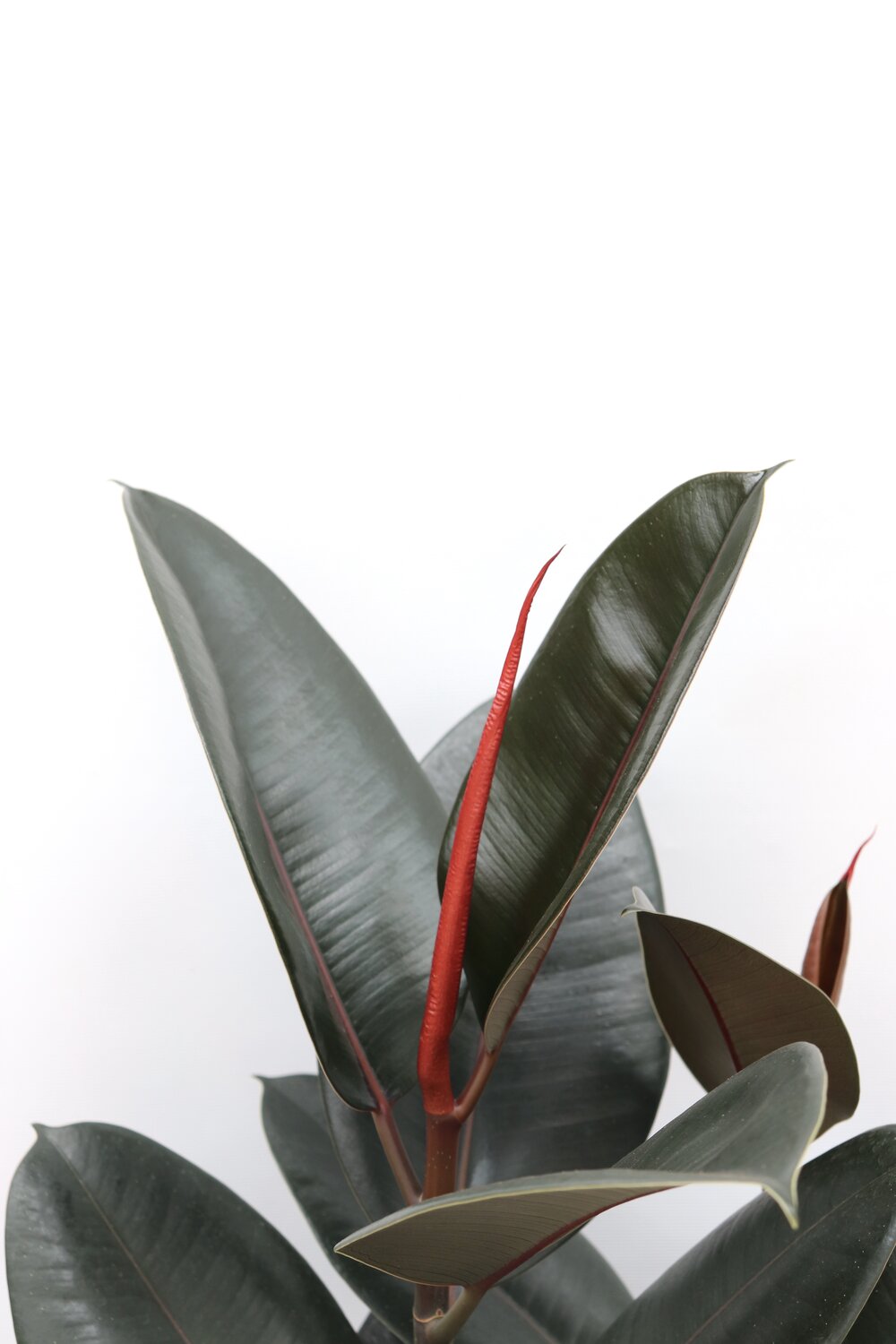Ficus elastica 'Abidjan'