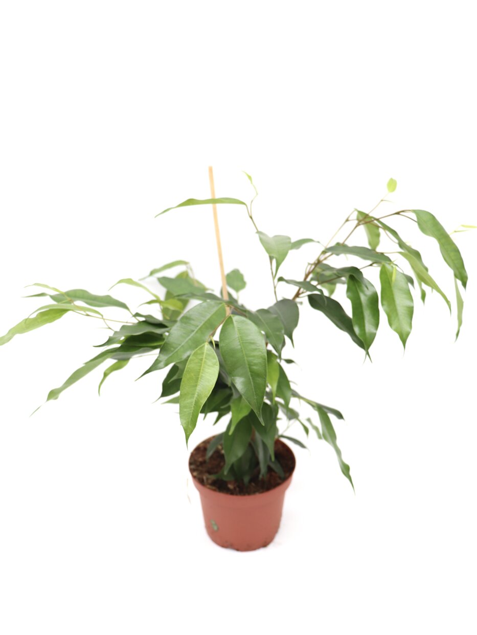 Ficus benjamina 'Danielle' - Image 3