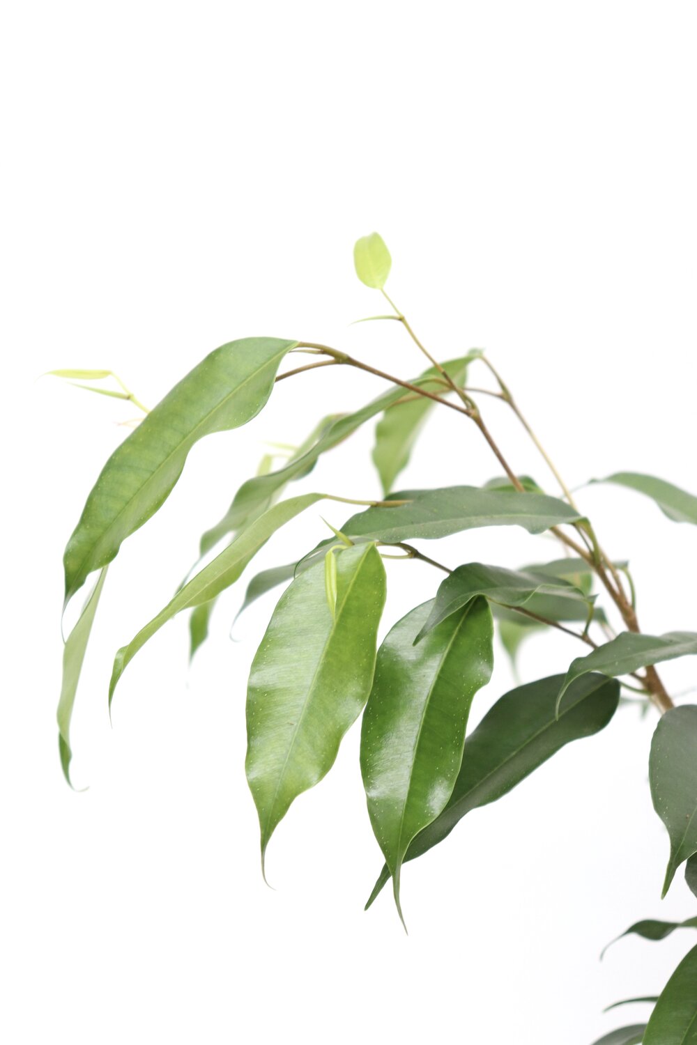 Ficus benjamina 'Danielle' - Image 2