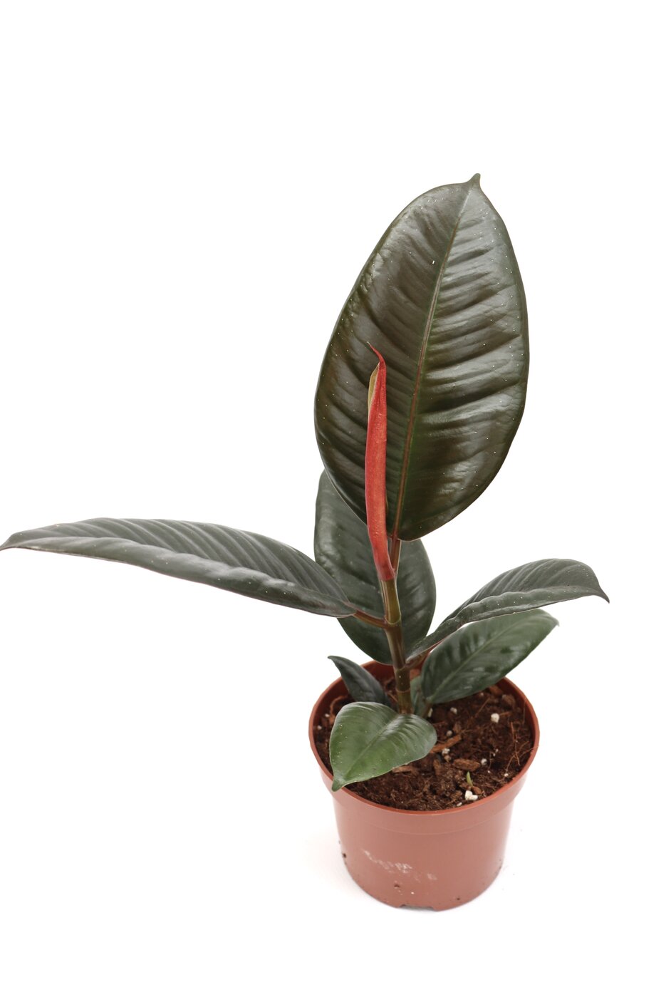Ficus elastica 'Abidjan' - Image 5