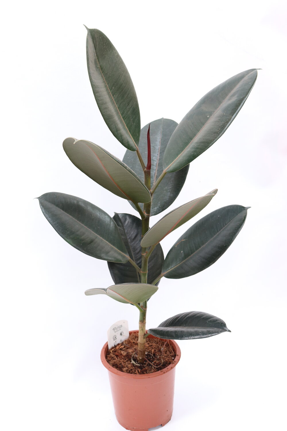 Ficus elastica 'Abidjan' - Image 7