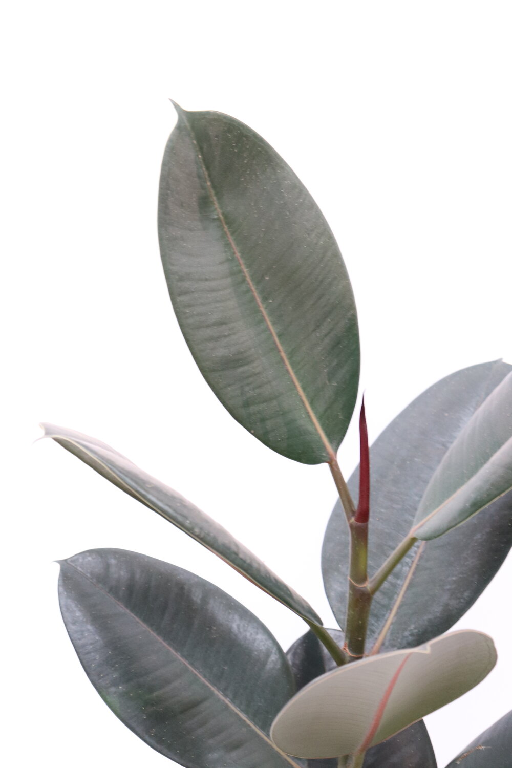 Ficus elastica 'Abidjan' - Image 6