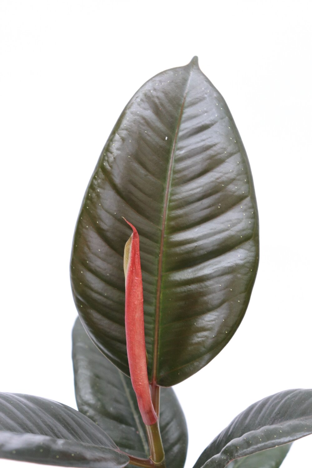 Ficus elastica 'Abidjan' - Image 4