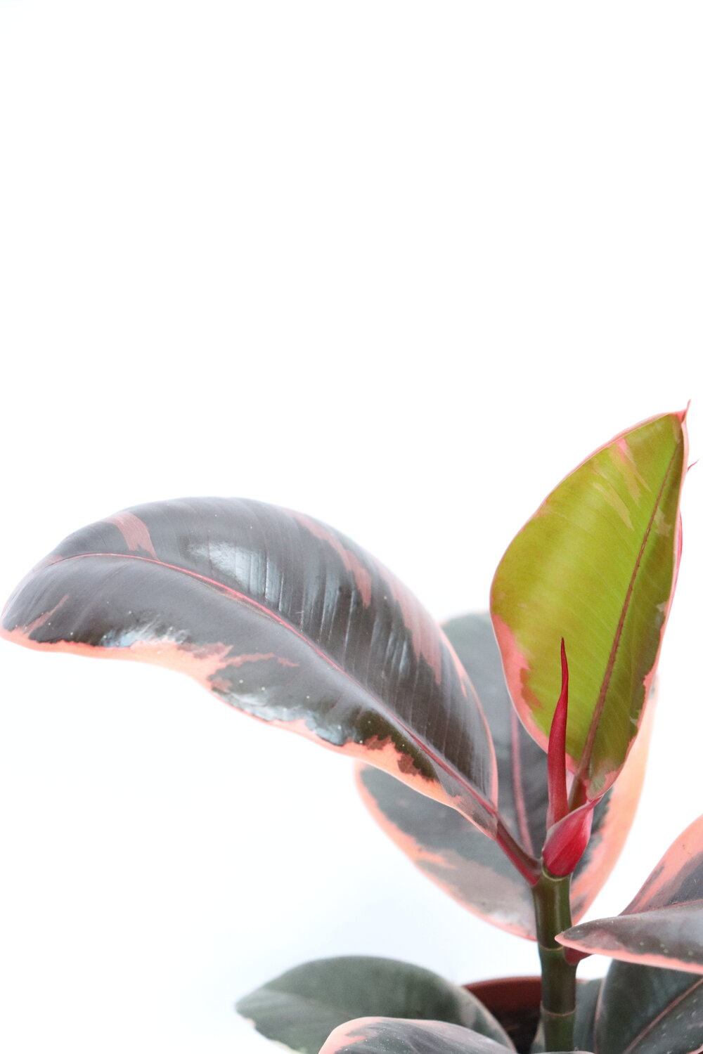 Ficus elastica 'Belize' - Image 2