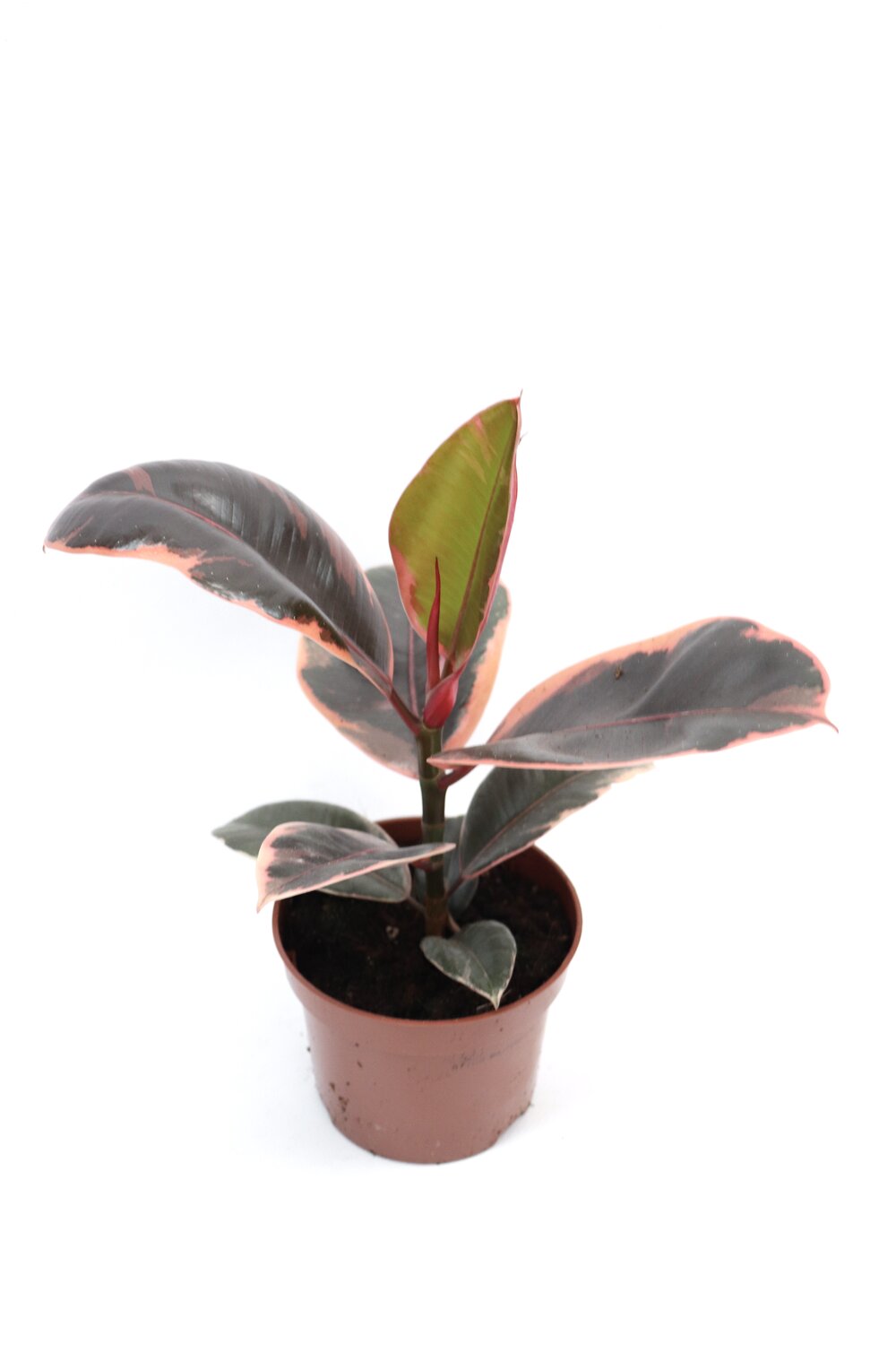 Ficus elastica 'Belize' - Image 3