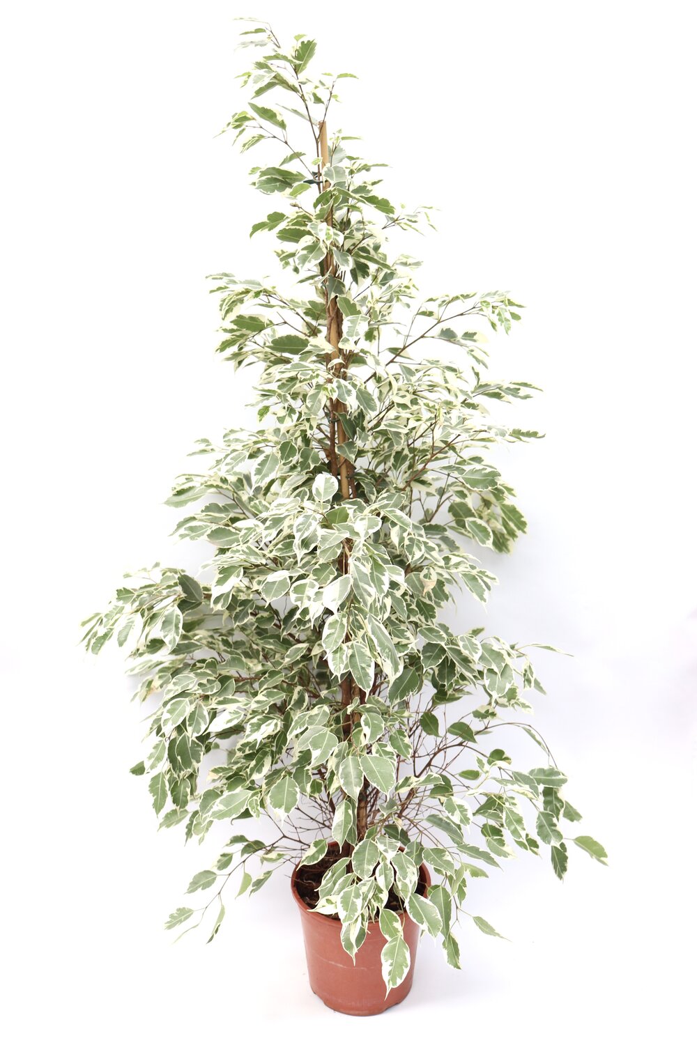Ficus benjamina 'Golden King' - Image 5