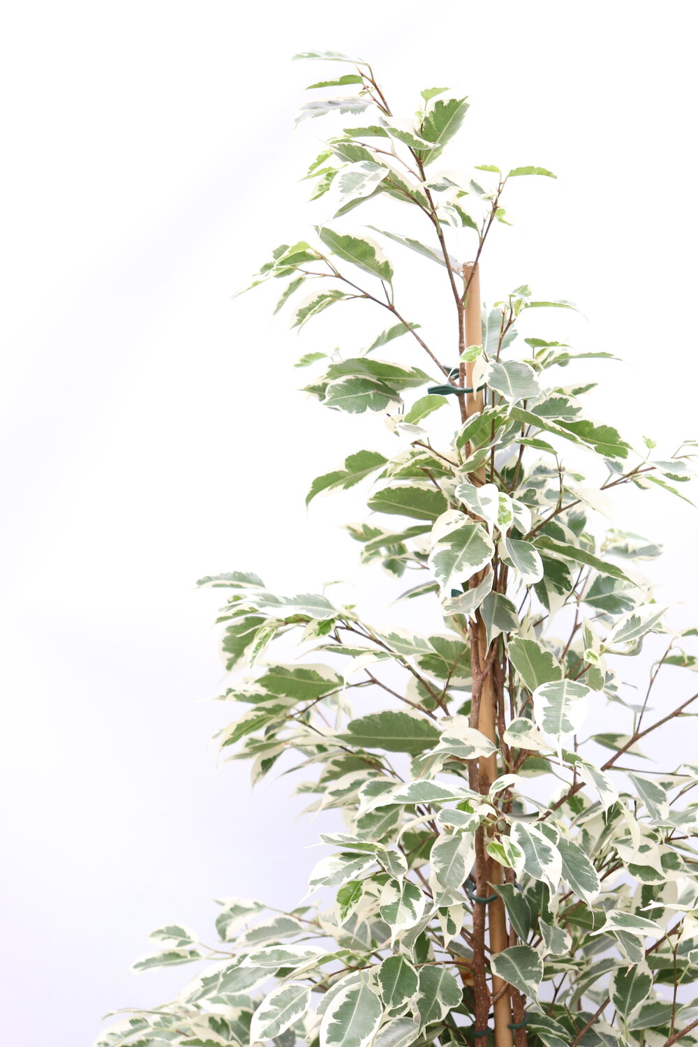 Ficus benjamina 'Golden King' - Image 4