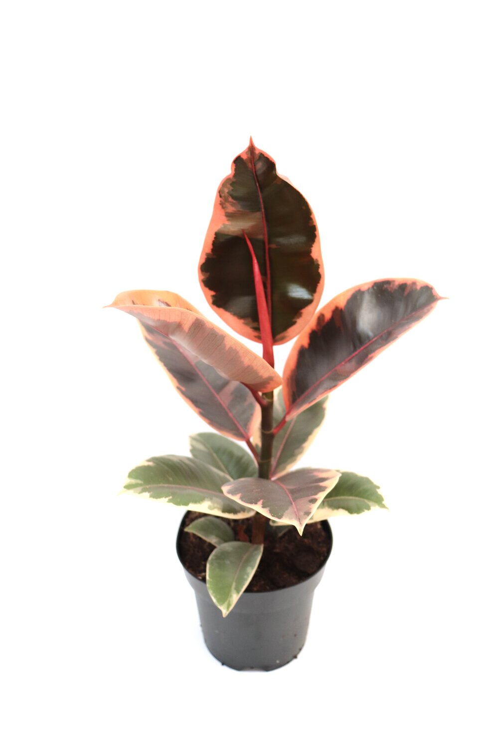 Ficus elastica 'Belize' - Image 5