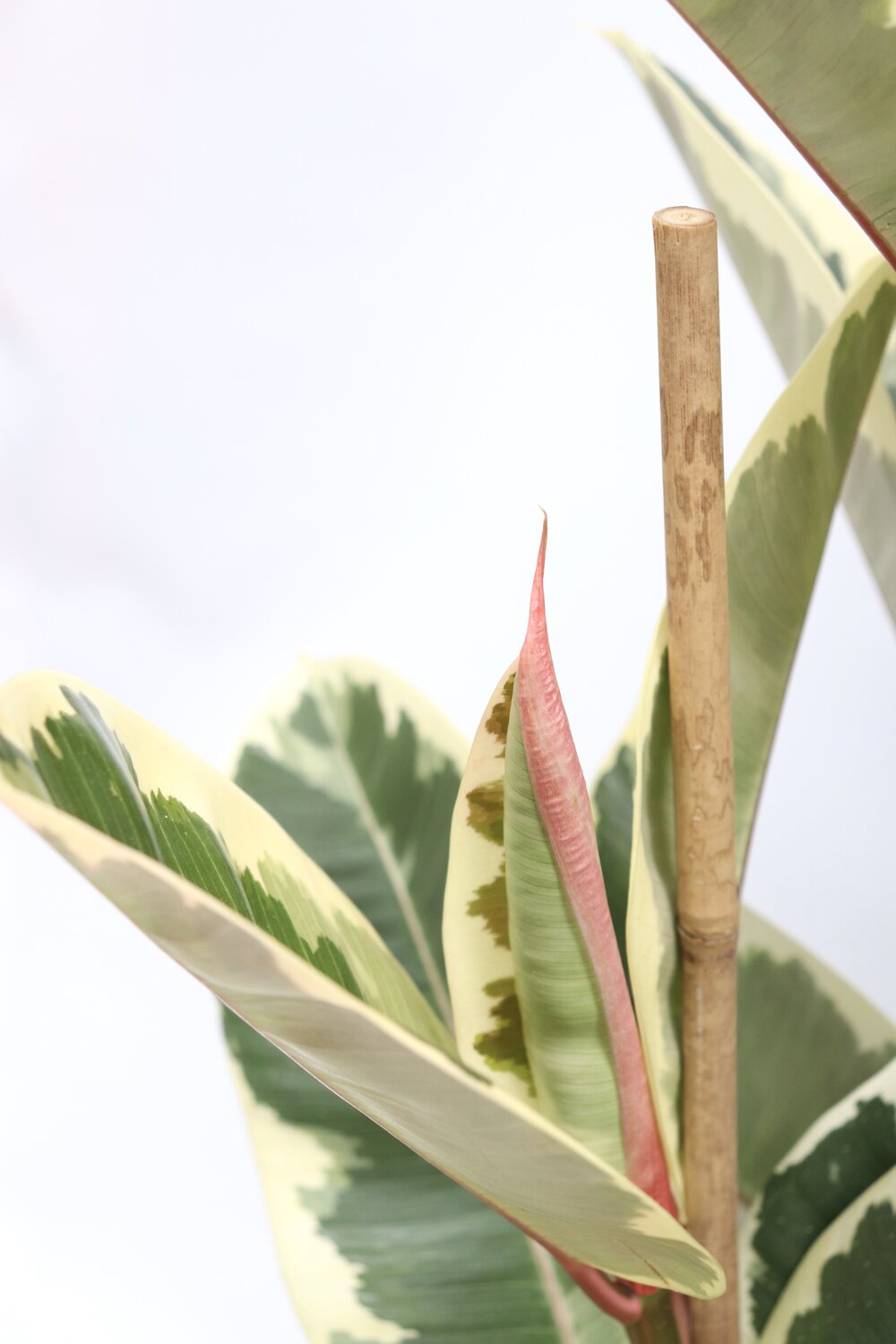 Ficus elastica 'Tineke' - Image 7