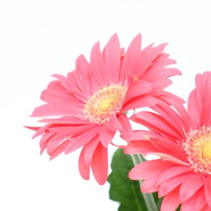 Gerbera majorete