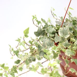 Hedera helix ‘Eva'