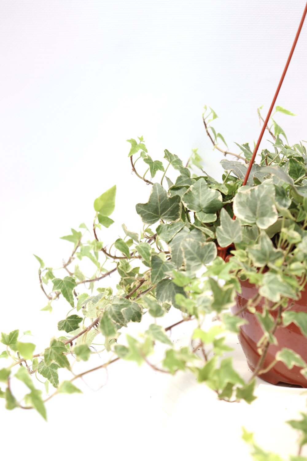 Hedera helix ‘Eva'