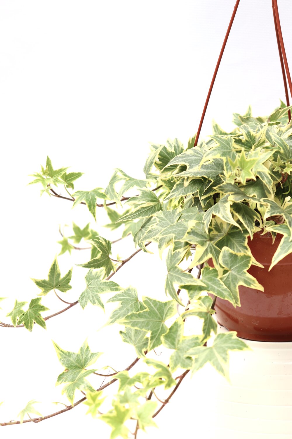 Hedera helix ‘Gold Child’ - Image 2