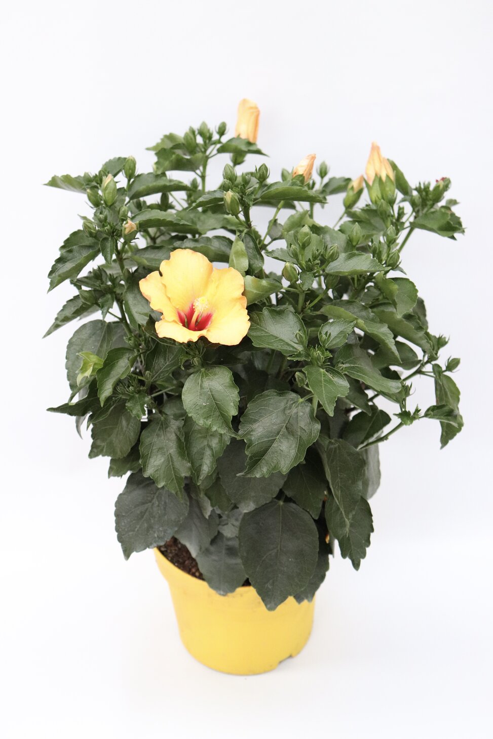 hibiscus-amarelo