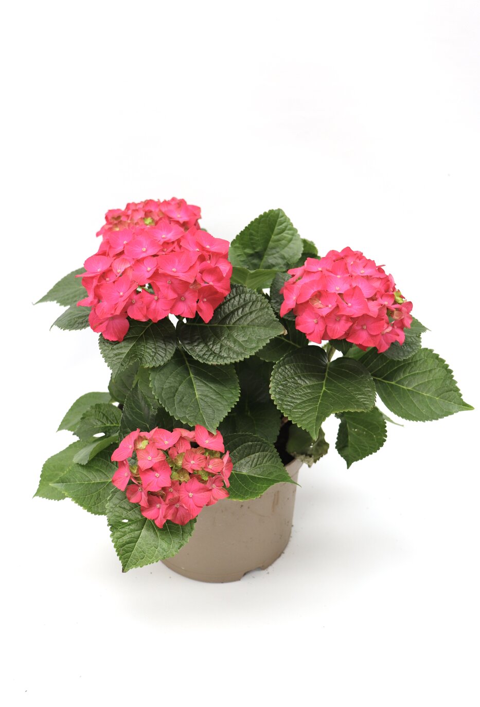 hydrangea-rosa-escuro-v15