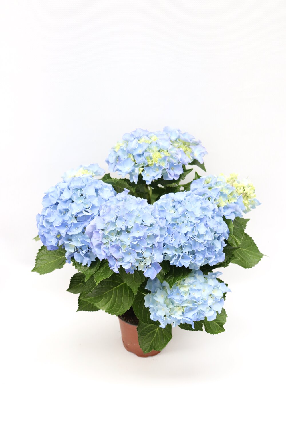 Hortense - Image 3