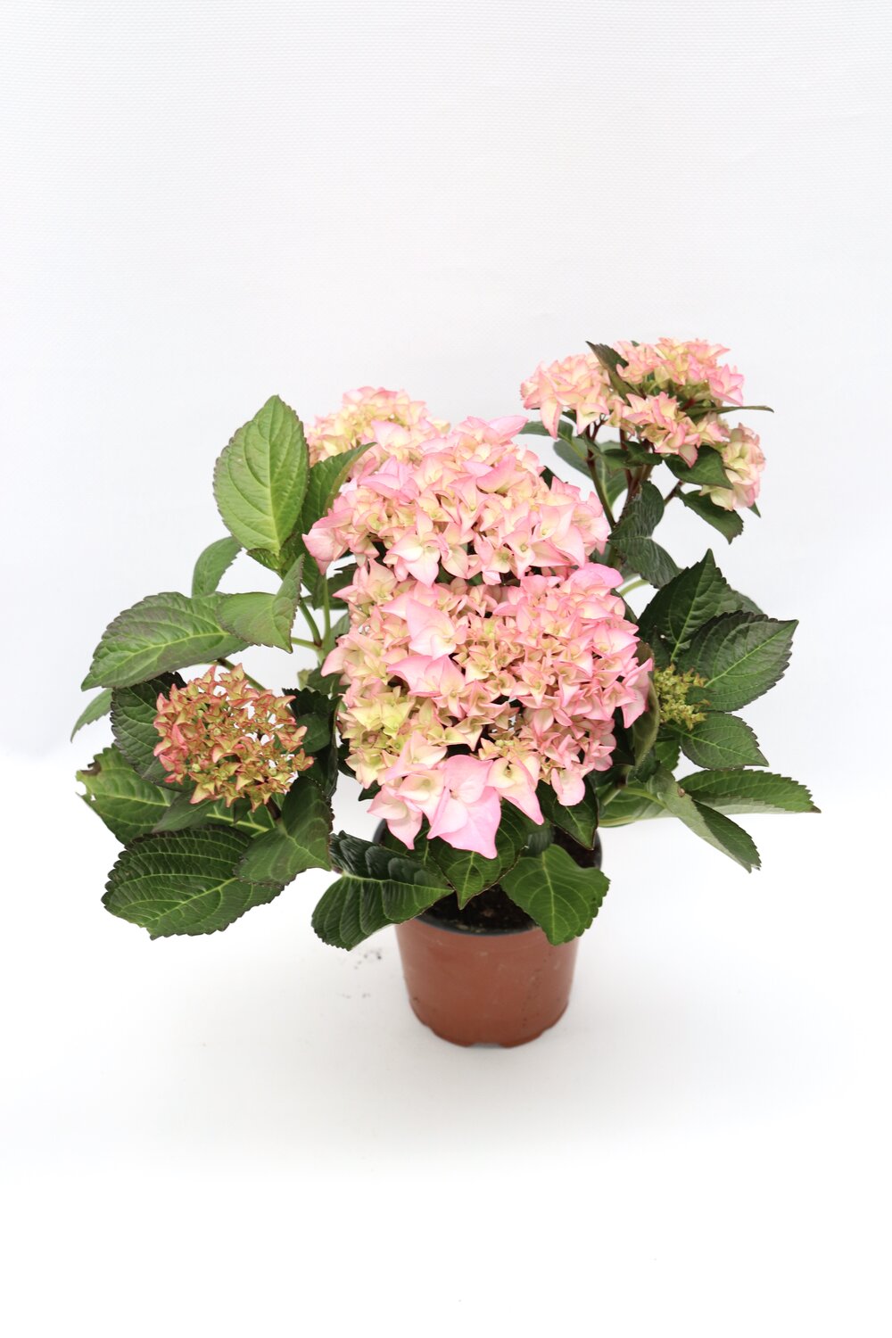 Hortense - Image 4