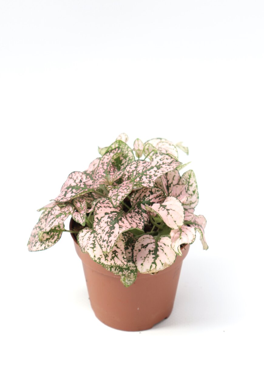Hypoestes - Image 5