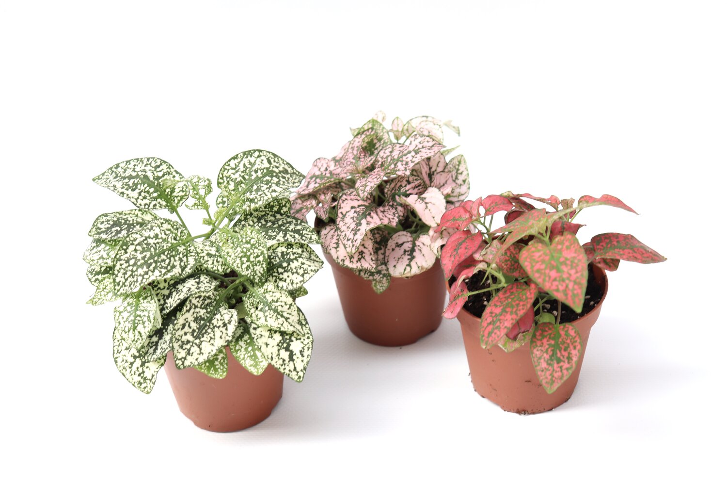 Hypoestes
