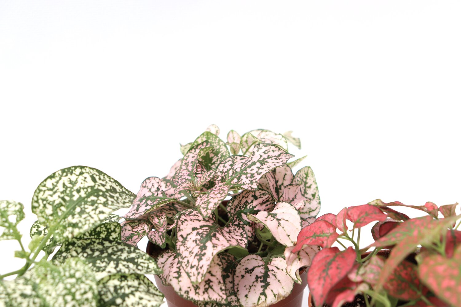 Hypoestes - Image 2