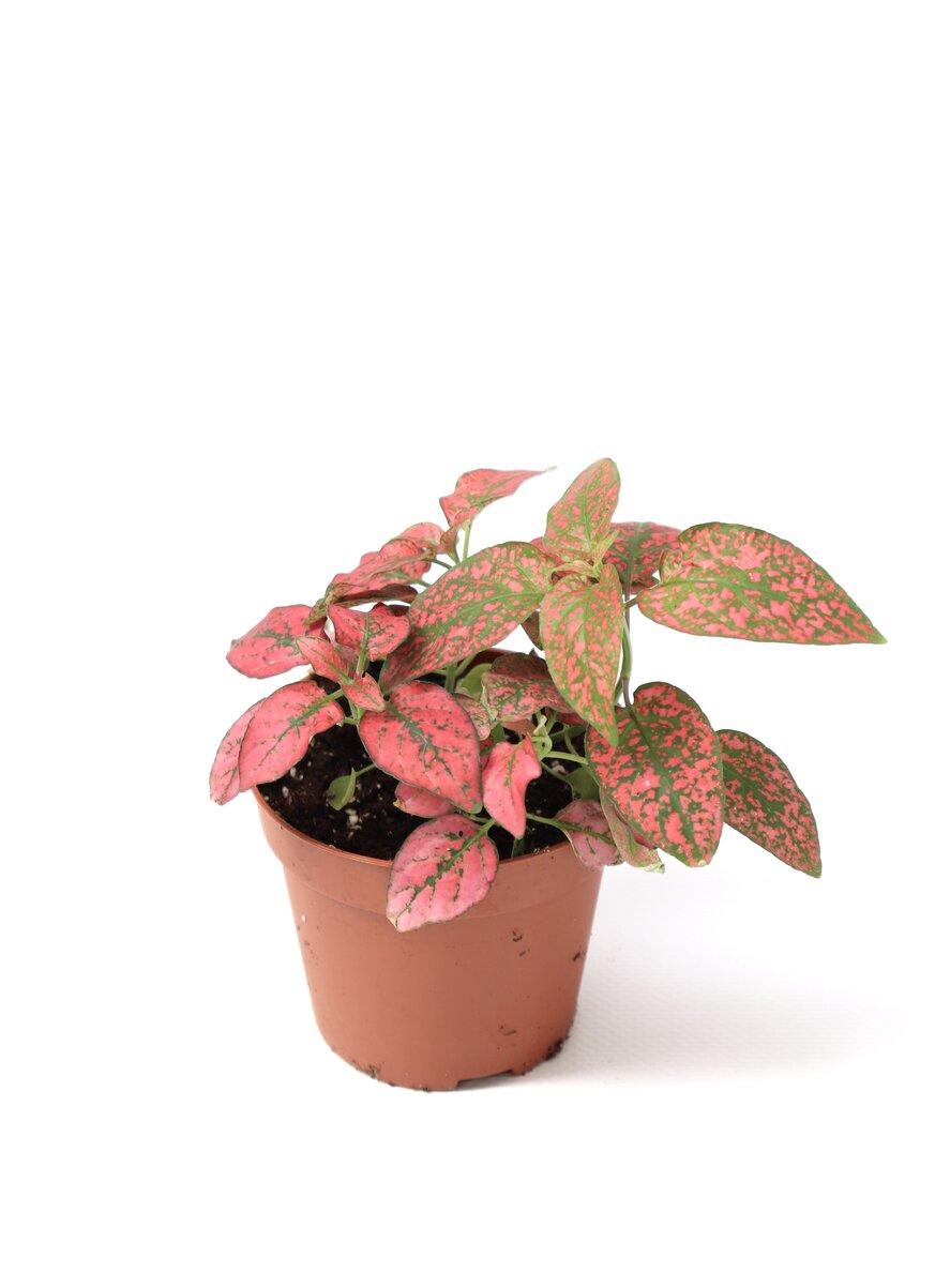 Hypoestes - Image 4