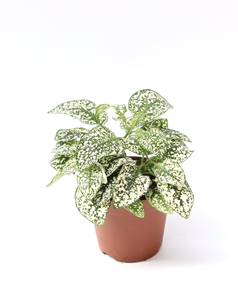 Hypoestes - Image 3