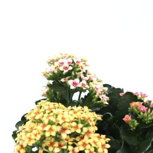 Kalanchoe blossfeldiana
