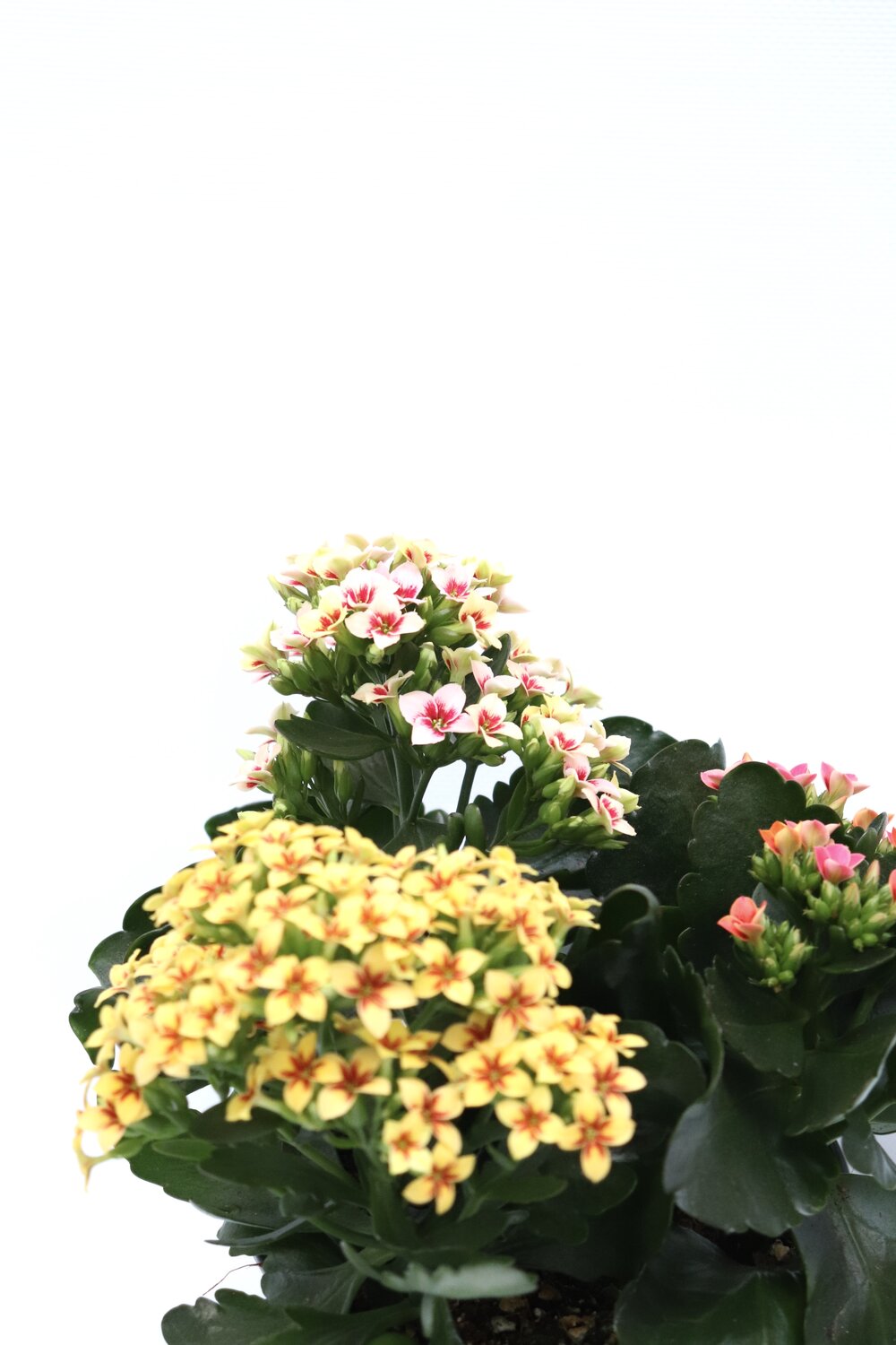 Kalanchoe blossfeldiana