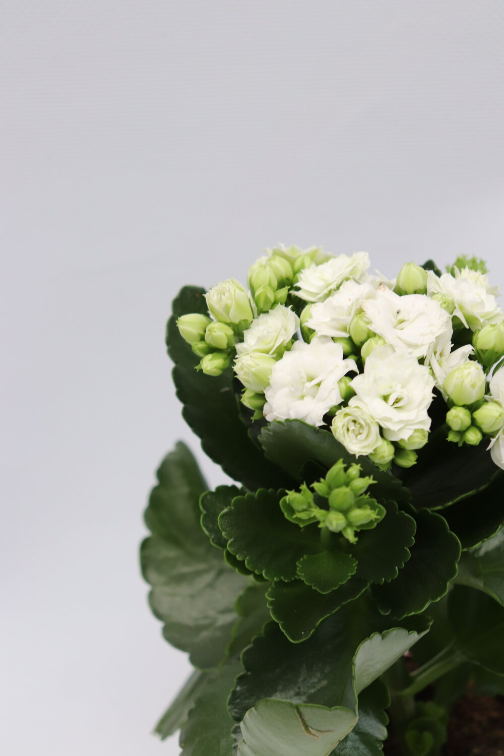 Kalanchoe blossfeldiana - Image 7