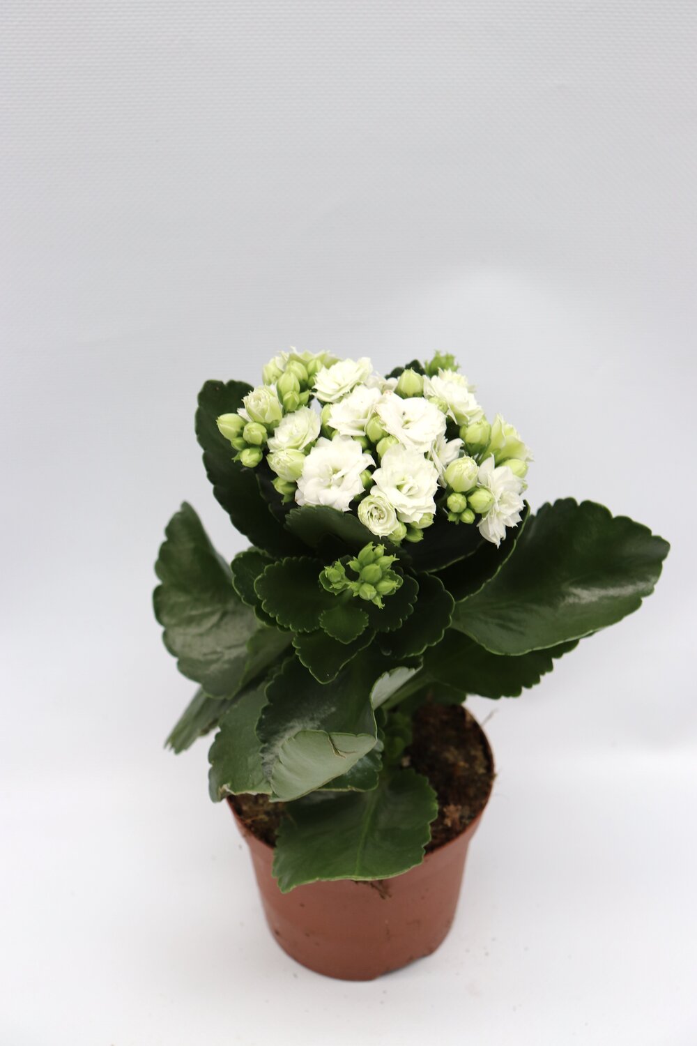 Kalanchoe blossfeldiana - Image 8