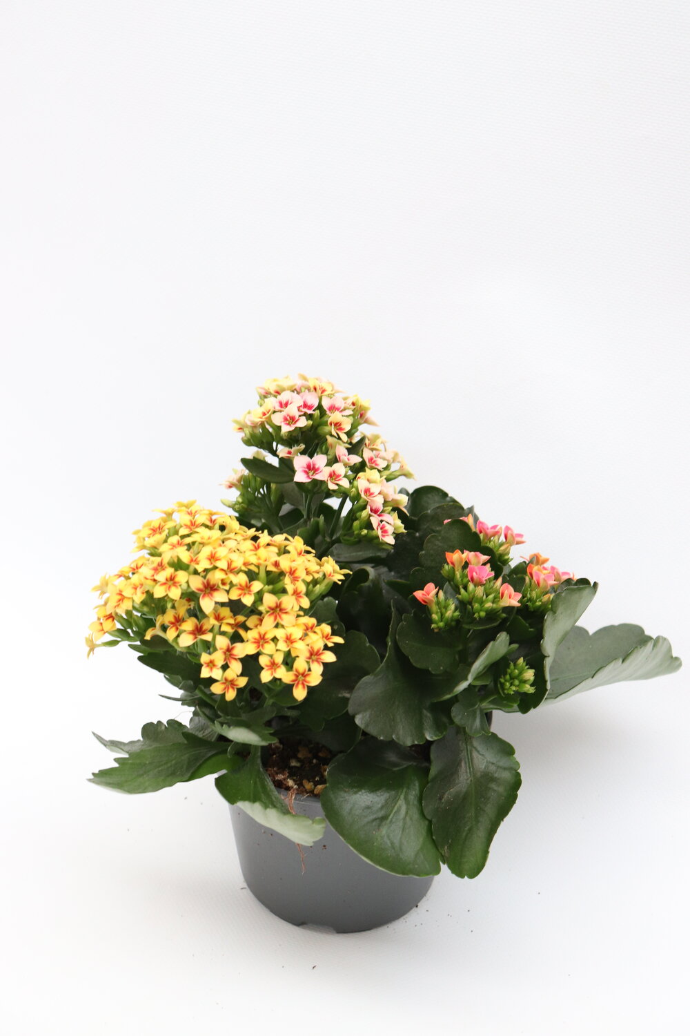 Kalanchoe blossfeldiana - Image 2