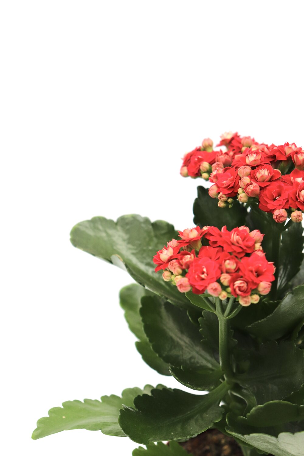 Kalanchoe blossfeldiana - Image 3