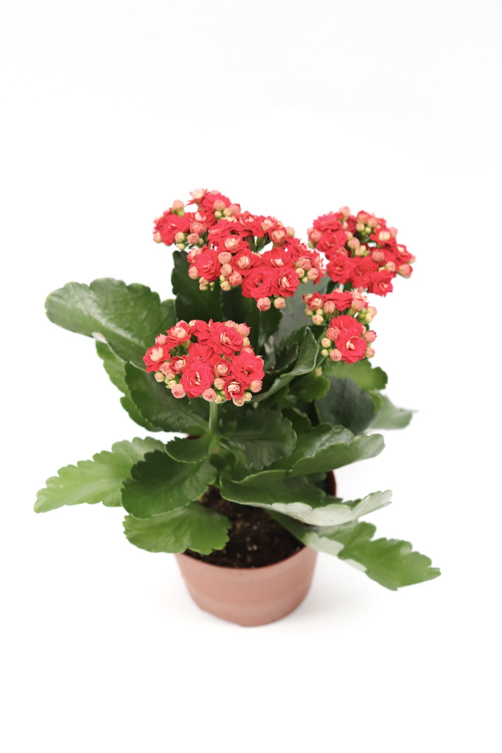 Kalanchoe blossfeldiana - Image 4