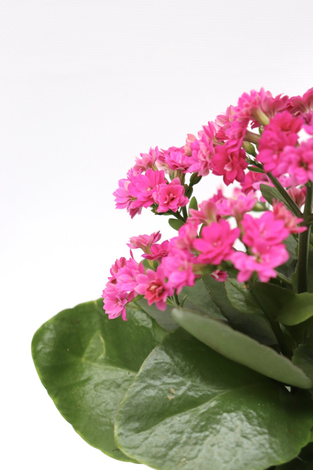 Kalanchoe blossfeldiana - Image 5