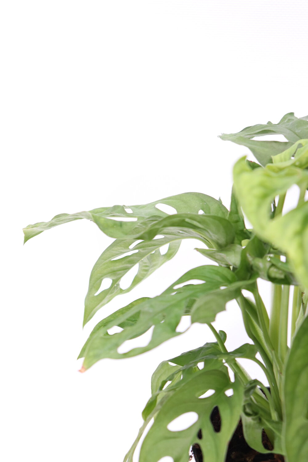 Monstera adansonii - Image 3