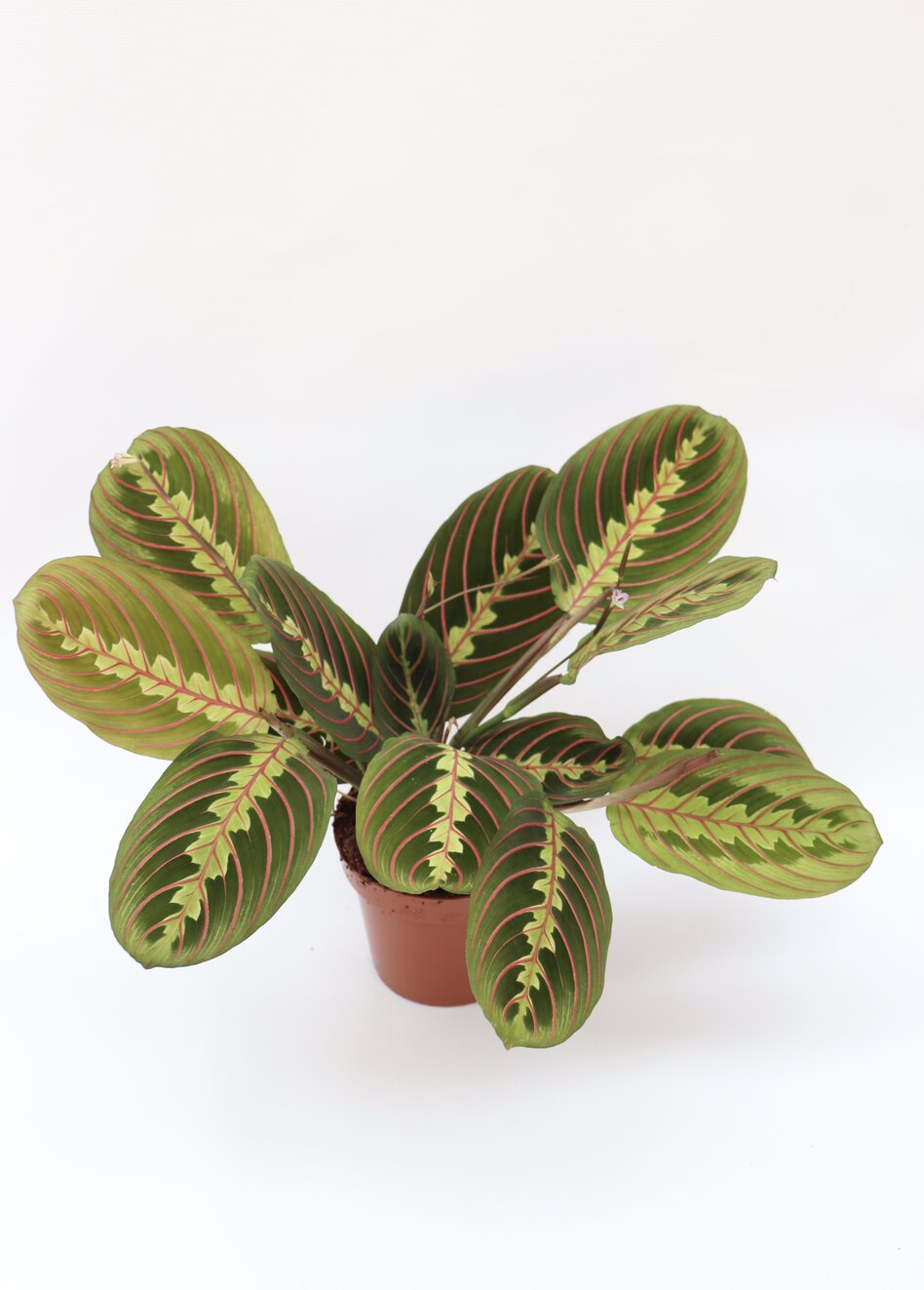 Maranta leuconeura 'Fascinator Tricolor' - Image 3