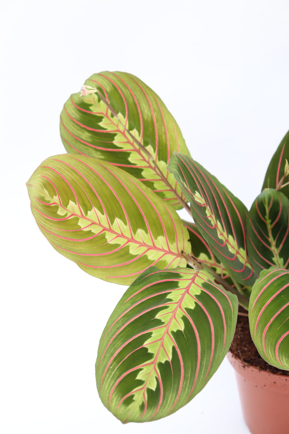 Maranta leuconeura 'Fascinator Tricolor' - Image 2
