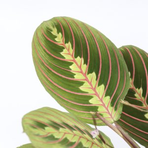 Maranta leuconeura 'Fascinator Tricolor'
