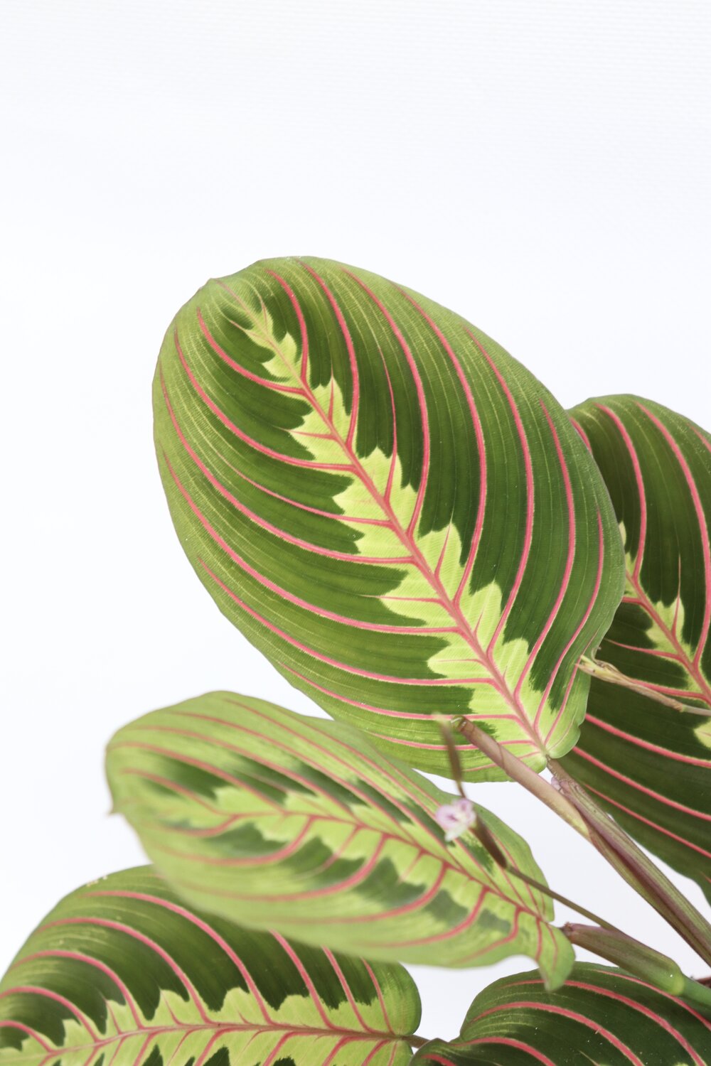 Maranta leuconeura 'Fascinator Tricolor'
