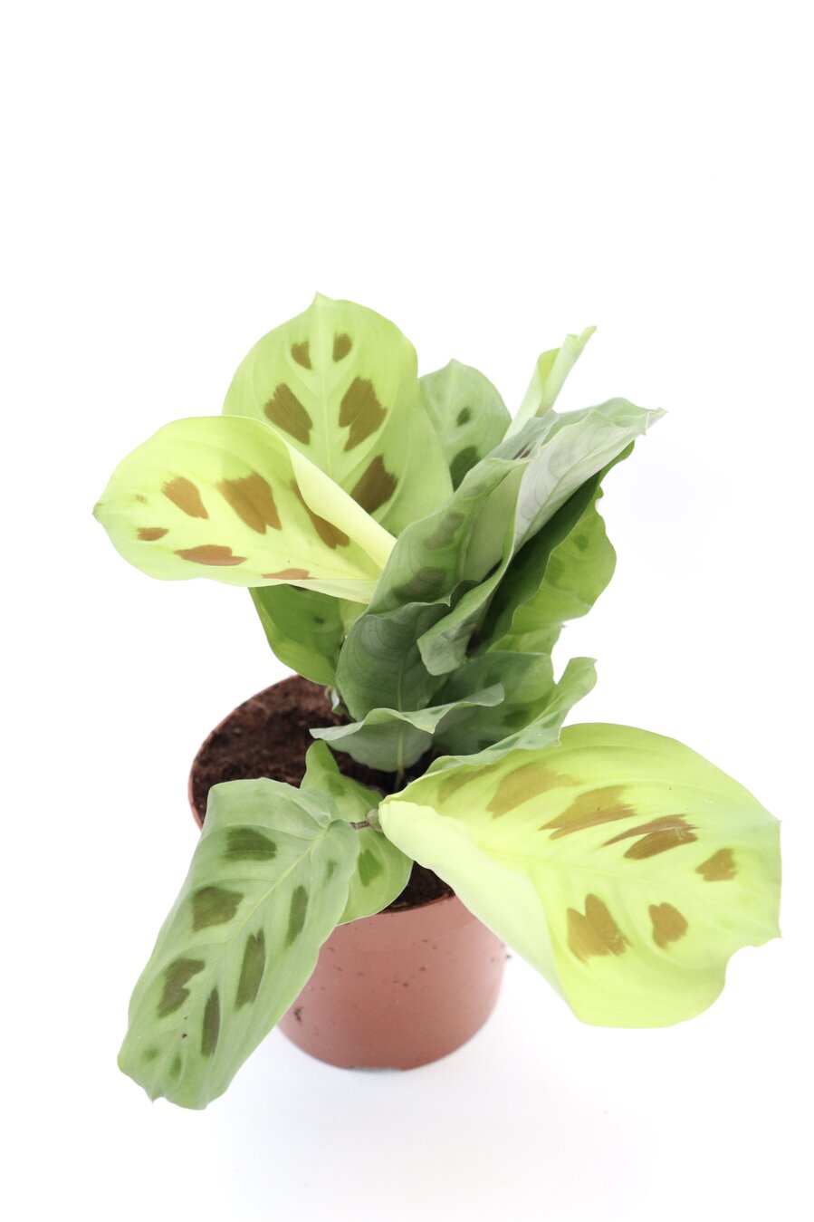 Maranta leuconeura ‘Kerchoveana’ - Image 2
