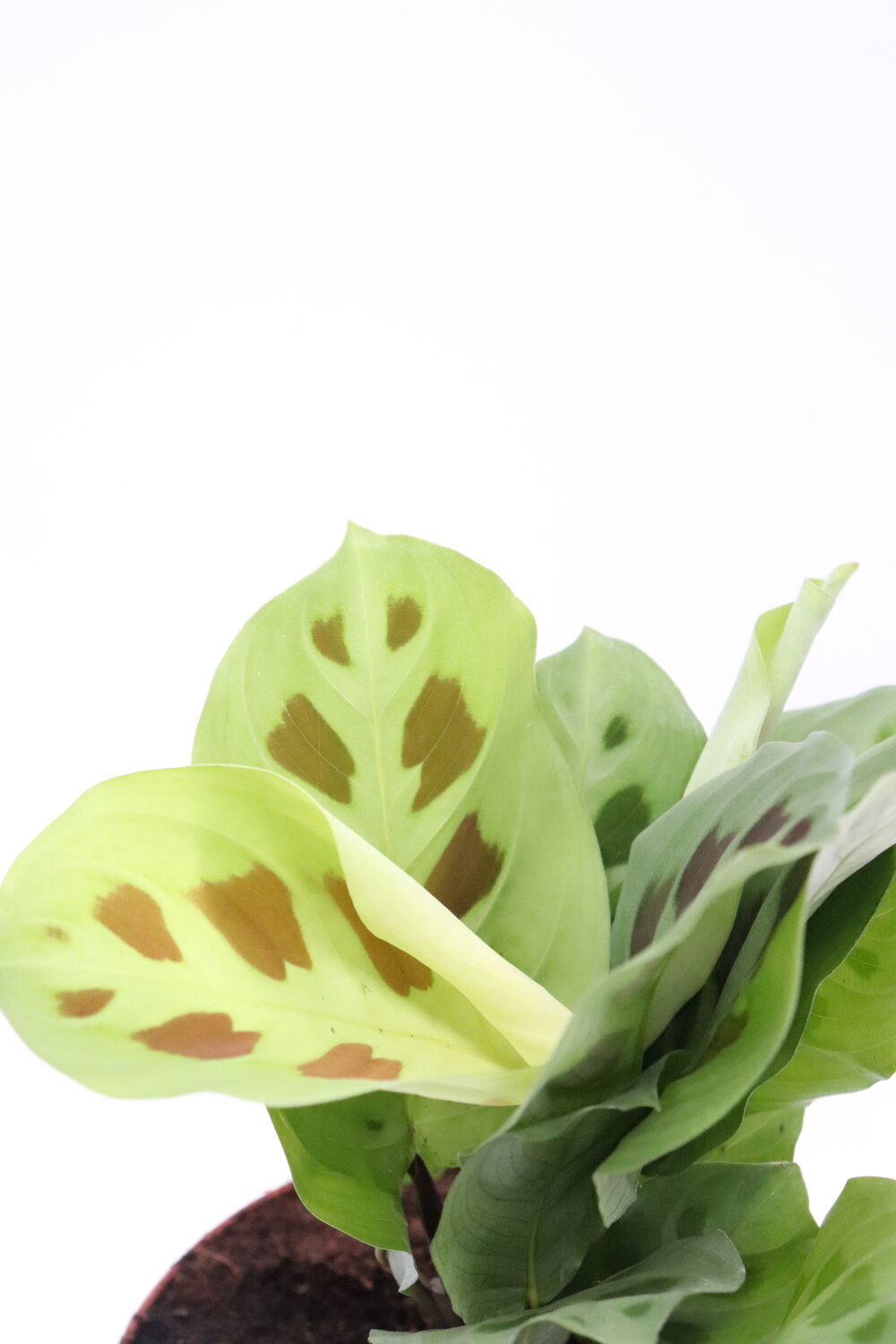 Maranta leuconeura ‘Kerchoveana’