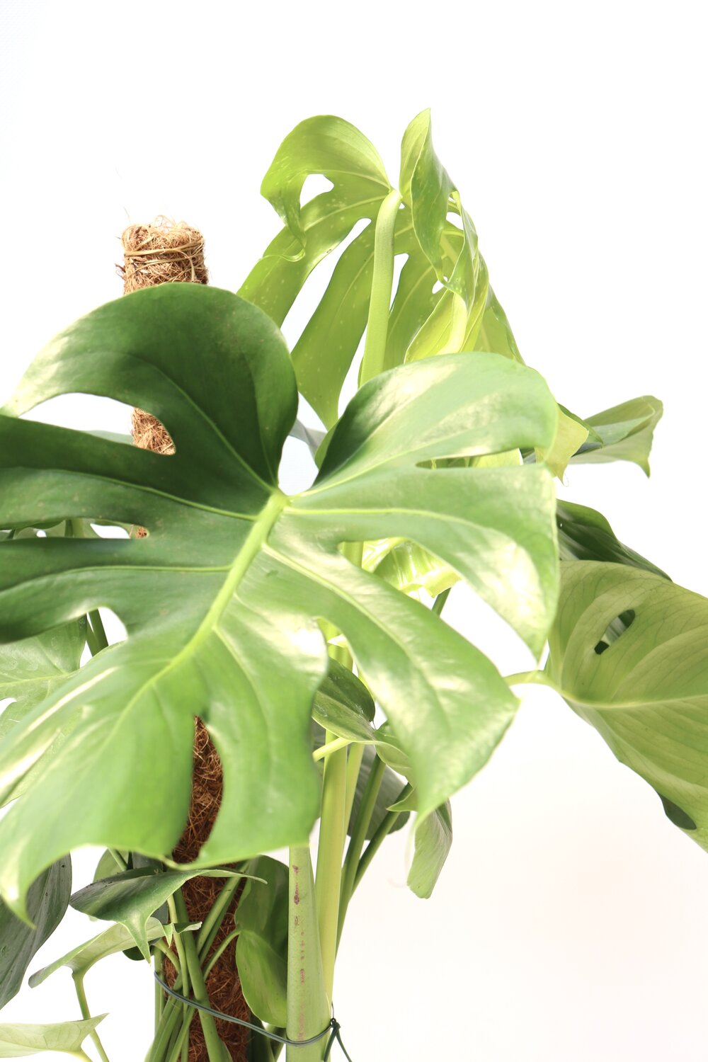 cuidados com monstera deliciosa conhecida como costela de adão