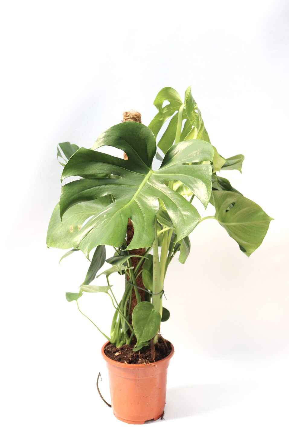 monstera deliciosa conhecida como costela de adão com tutor