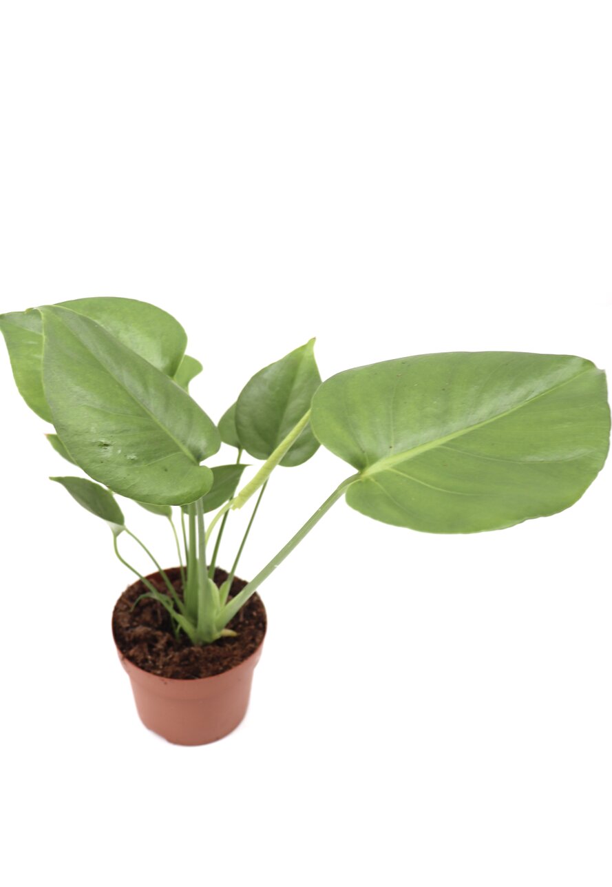 Monstera deliciosa - Image 3