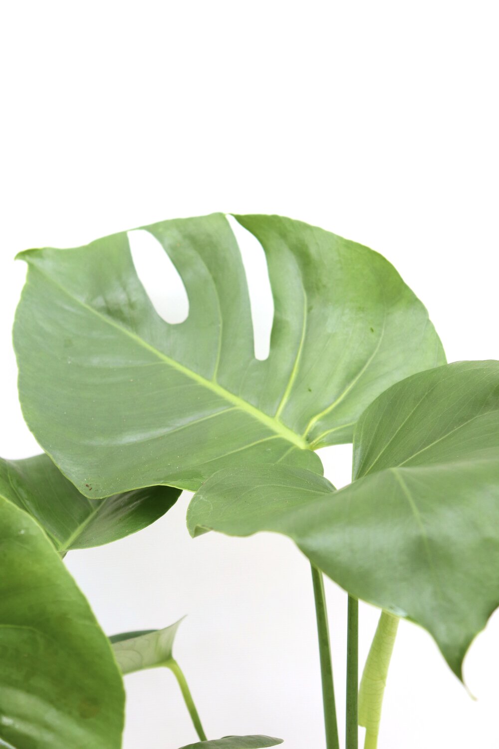 Monstera deliciosa - Image 4