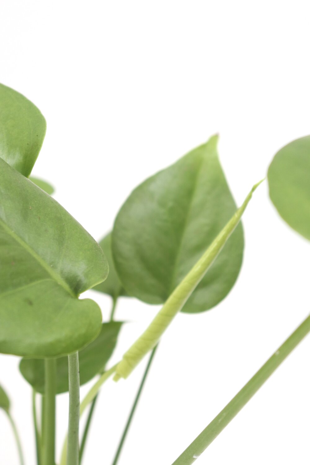 Monstera deliciosa - Image 2