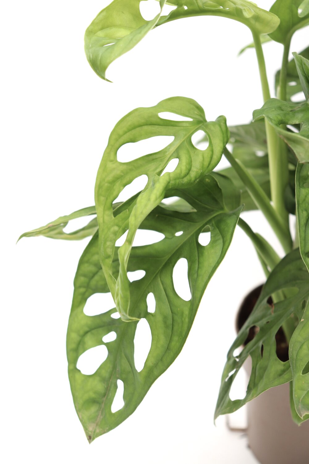 Monstera adansonii