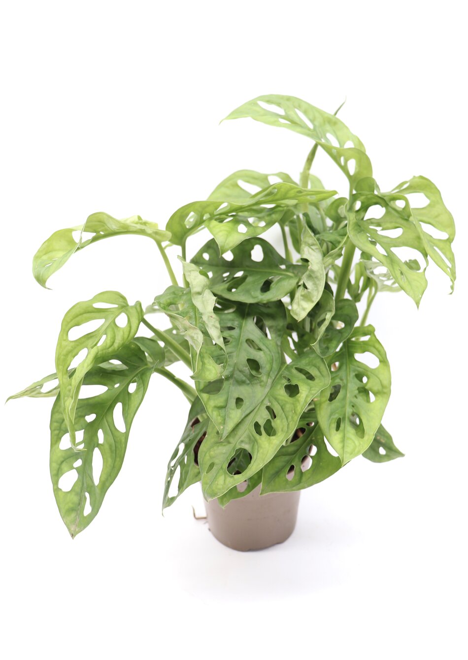 Monstera adansonii - Image 5