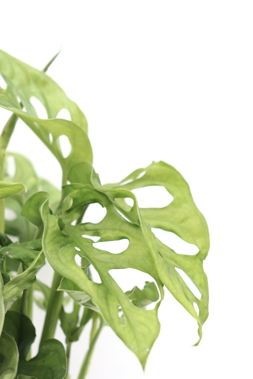 Monstera adansonii - Image 6