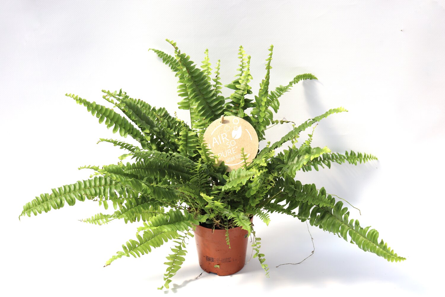 Nephrolepis exaltata 'Green Lady' - Image 2